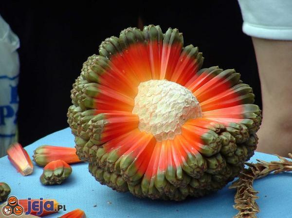 Owoc Hala z Hawajów