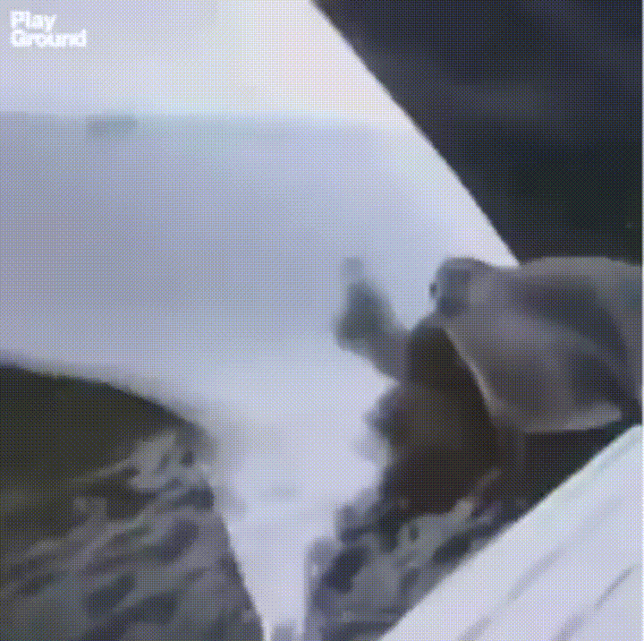Waleń płynie z foką na płetwie