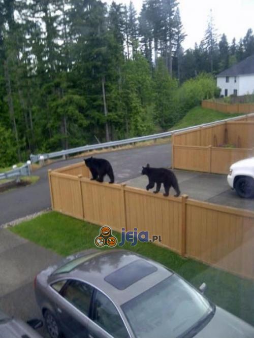 Zwinne niedźwiedzie