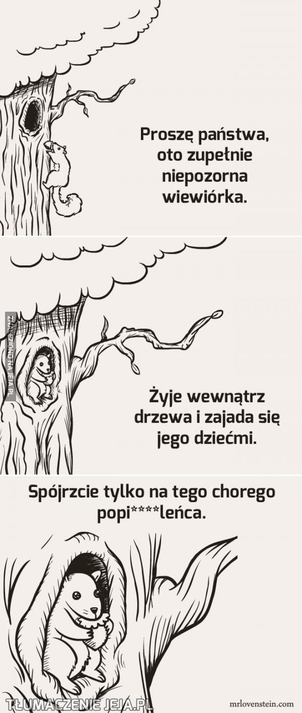 Niepozorna wiewiórka