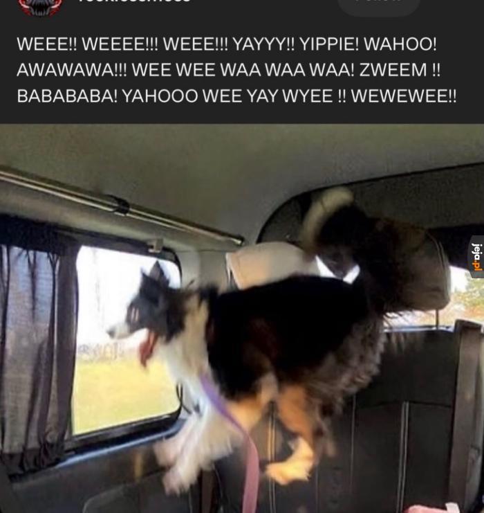 Typowe pies experience