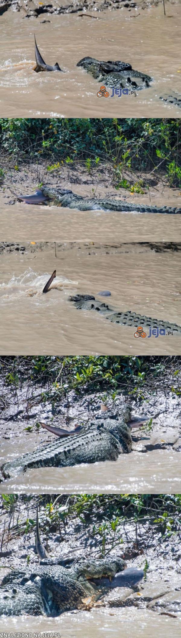Pojedynek pomiędzy krokodylem a rekinem