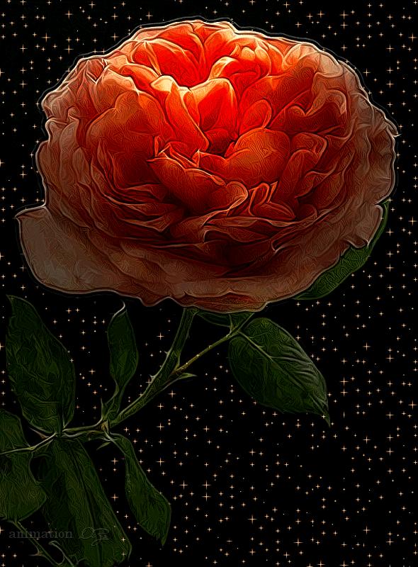 Rysunkowa róża