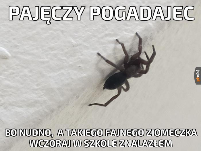 Pajęczy pogadajec