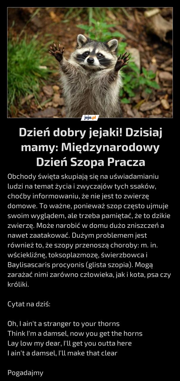 Dzień dobry jejaki! Dzisiaj mamy: Międzynarodowy Dzień Szopa Pracza