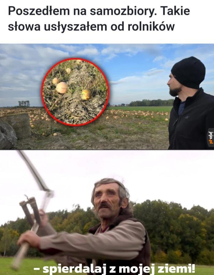 Tytuł zbiera teraz ziemniaki