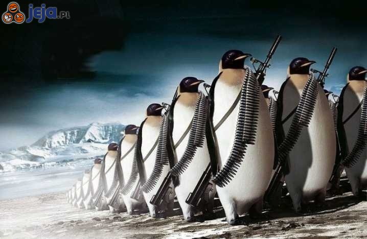 Pingwiny się zbroją