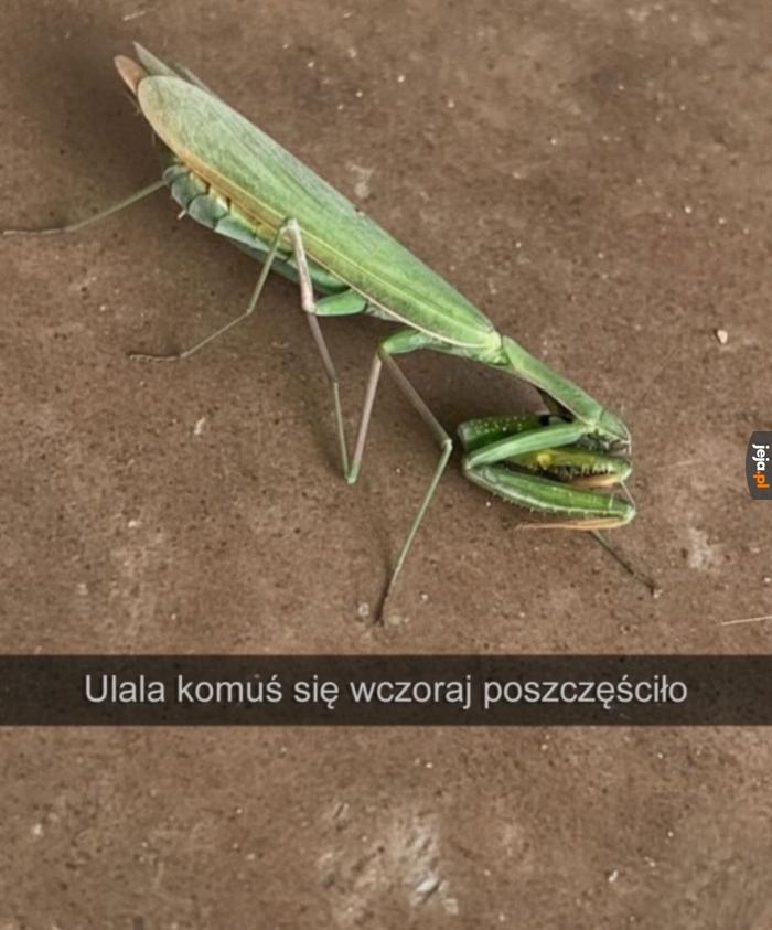 Stracił dla niej głowę