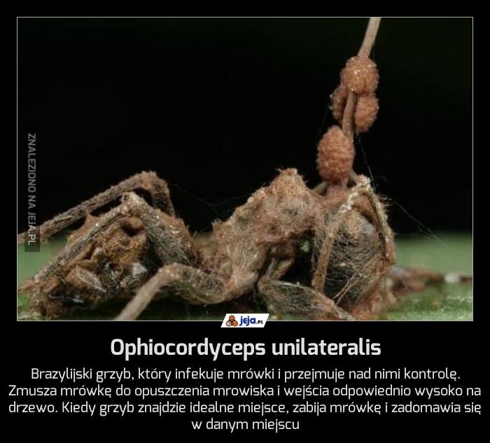 Ophiocordyceps unilateralis