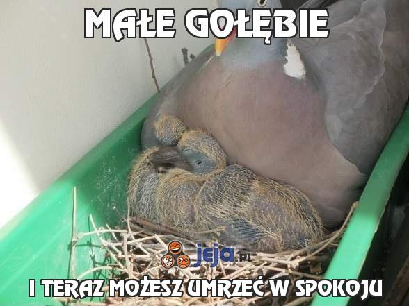 Małe gołębie