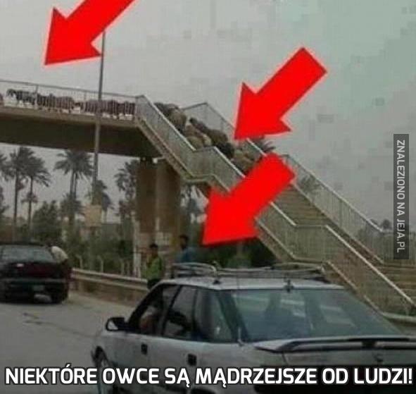 Niektóre owce są mądrzejsze od ludzi!