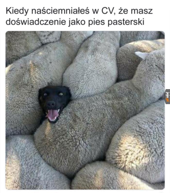 "Nie dam owcom sobie wejść na głowę"