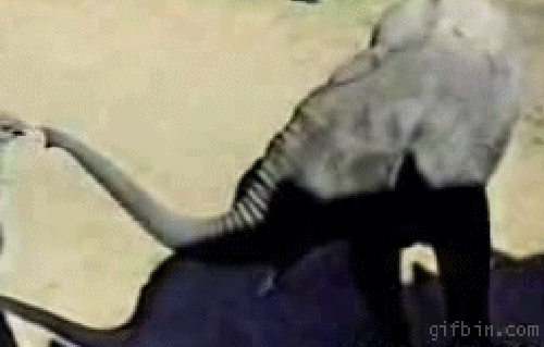 Jak słonie radzą sobie z hejterami