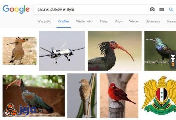 Gatunki ptaków w Syrii