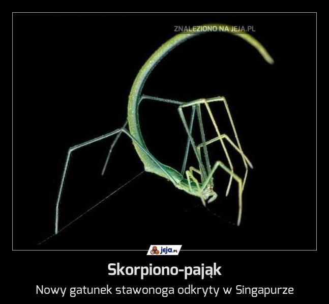 Skorpiono-pająk