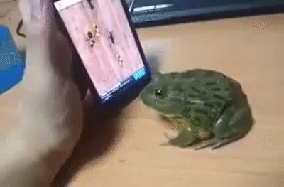 Nigdy nie rób z żaby debila