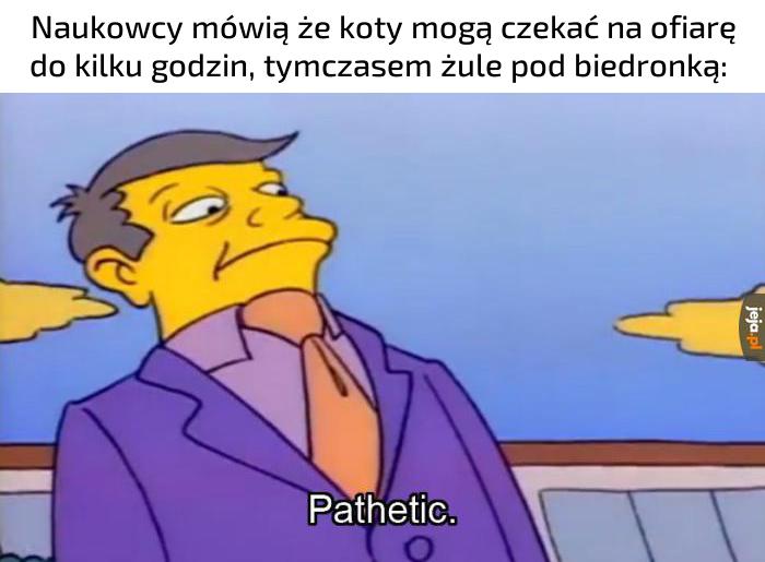 Życie na przyczajce