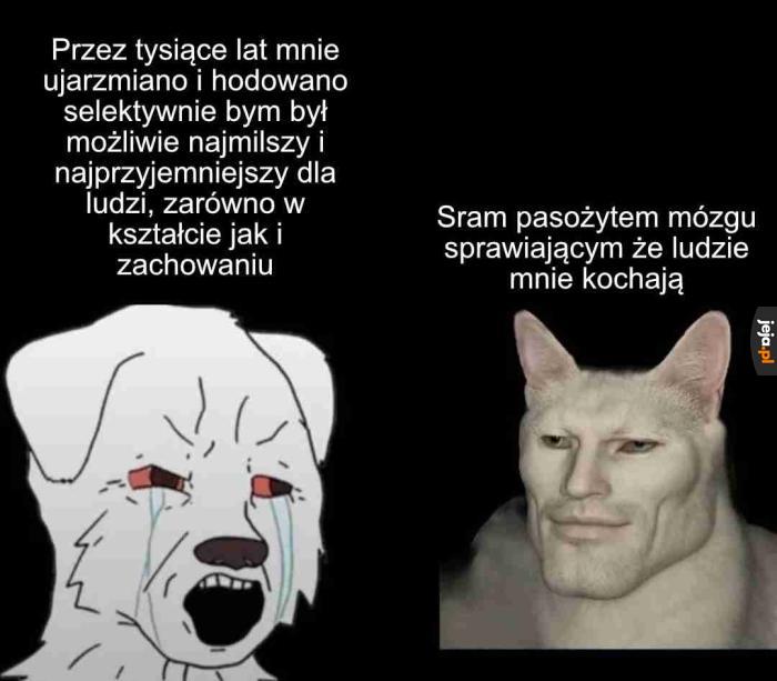 Toksoplazmoza robi brrr