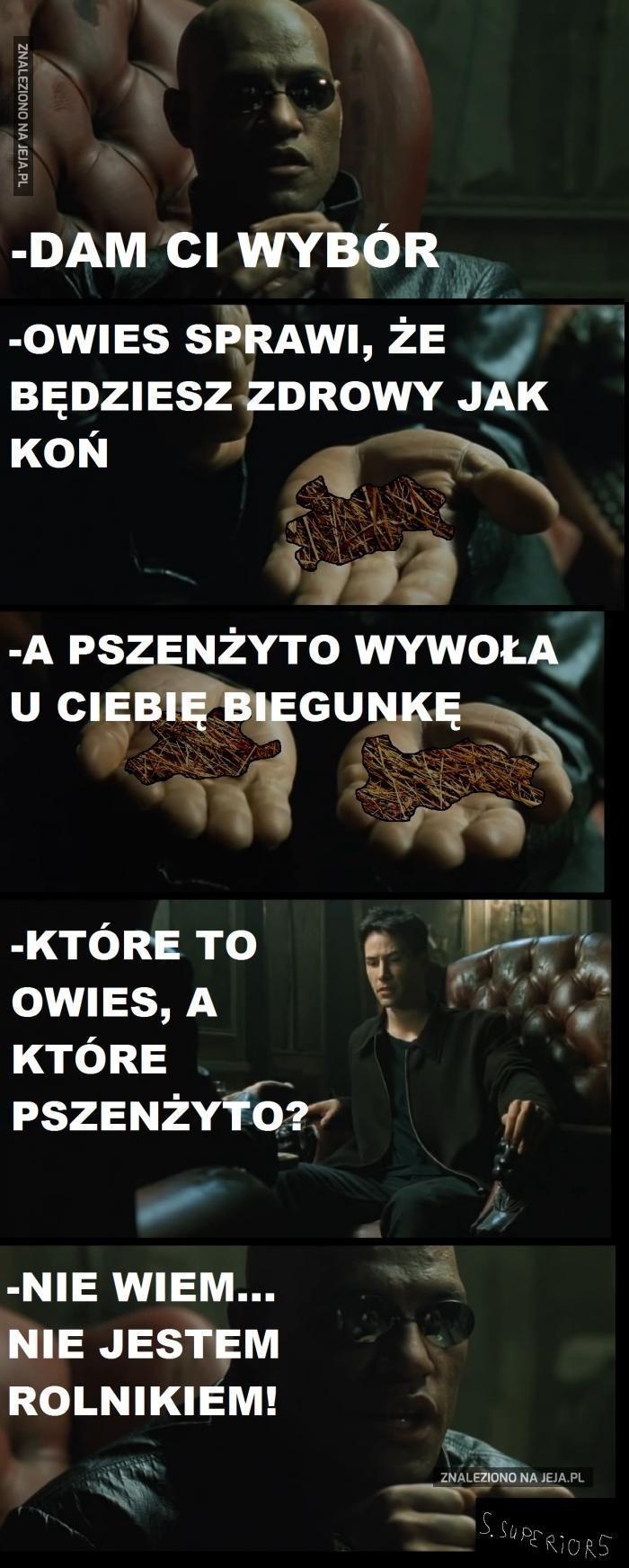 Owies vs pszenżyto