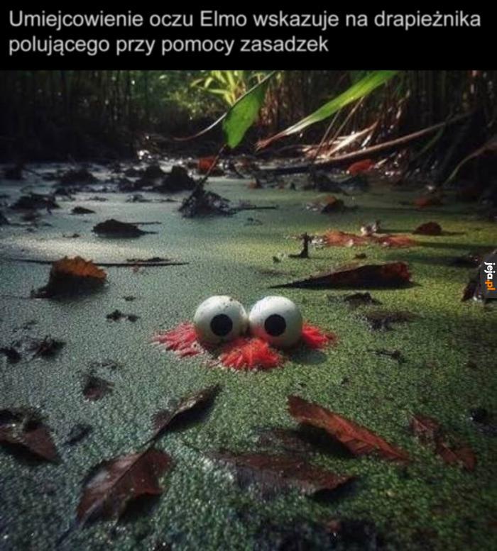 Jak taki dajmy na to krokodyl