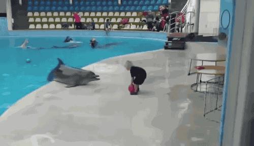 Delfin bawi się z małym chłopcem