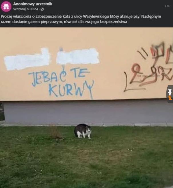 Oczywiście napis na ścianie jest autorstwa tego kota