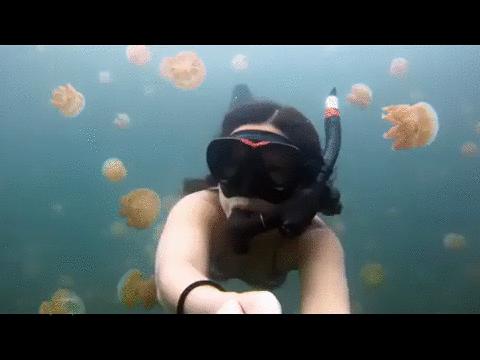 Pływanko z meduzami