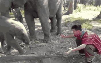 Słoniu, co Ty robisz? Słoniu! Przestań!