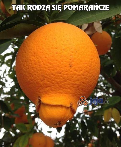 Tak rodzą się pomarańcze