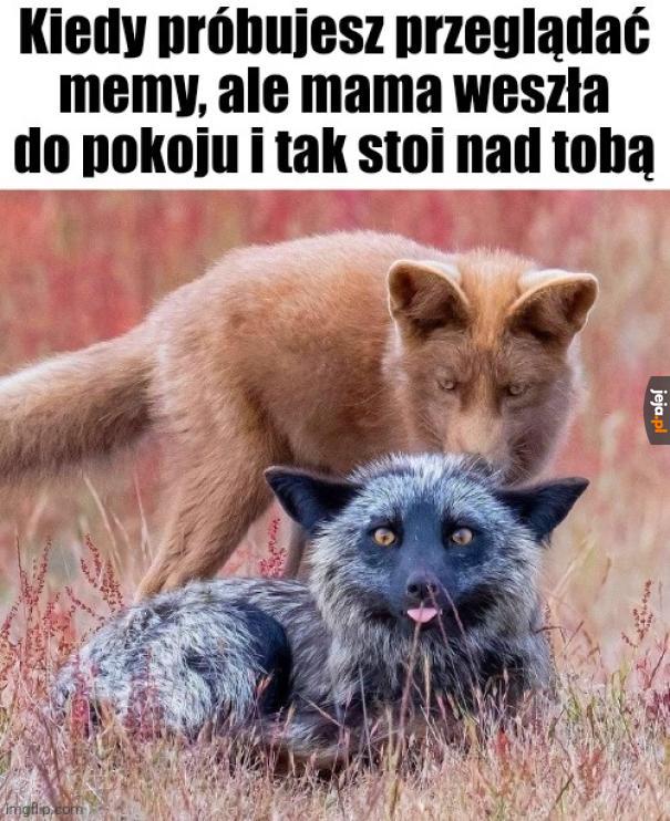 Kurde żeby nie było przypału