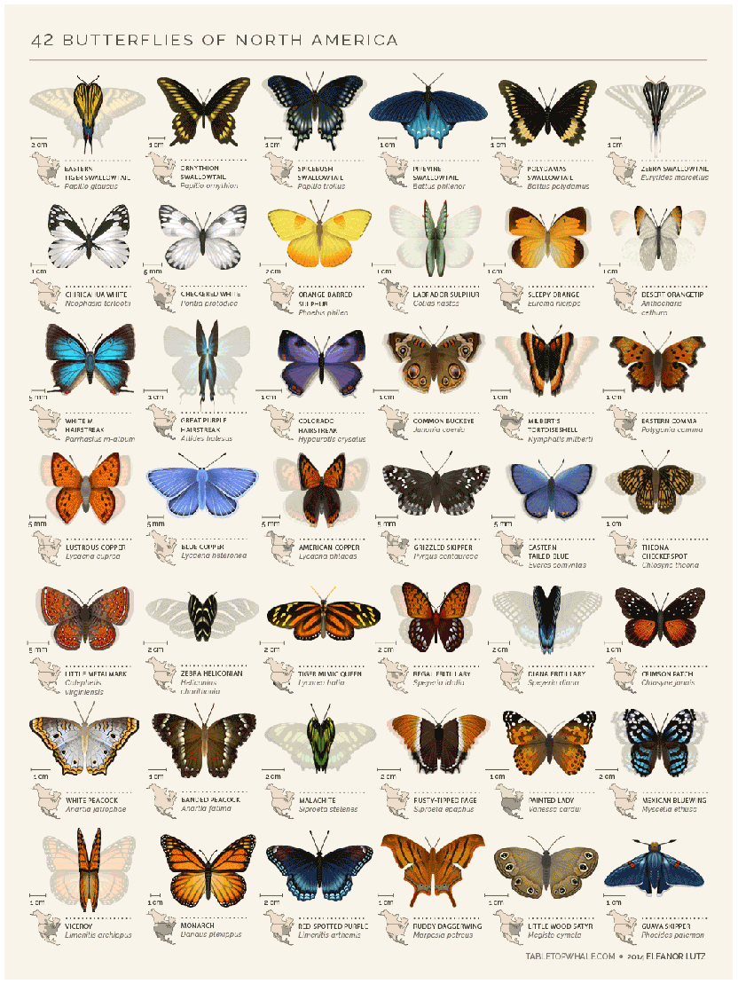 Motyle z Ameryki Północnej