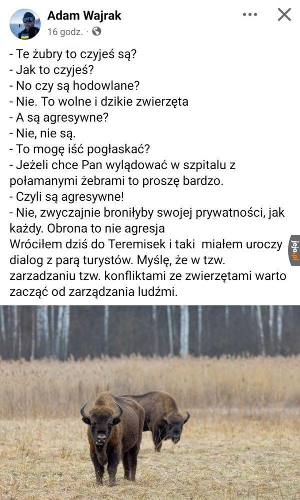 Żubry