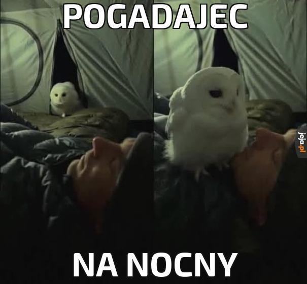 Pogadajec