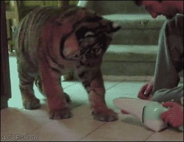 Tygrysy to takie duże kociaki