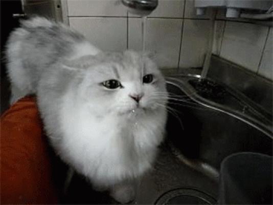 Mlem, mlem, mlem...