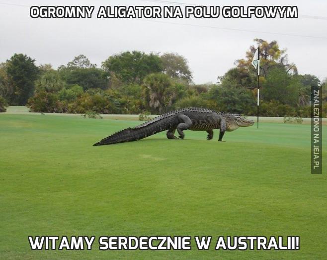 Ogromny aligator na polu golfowym