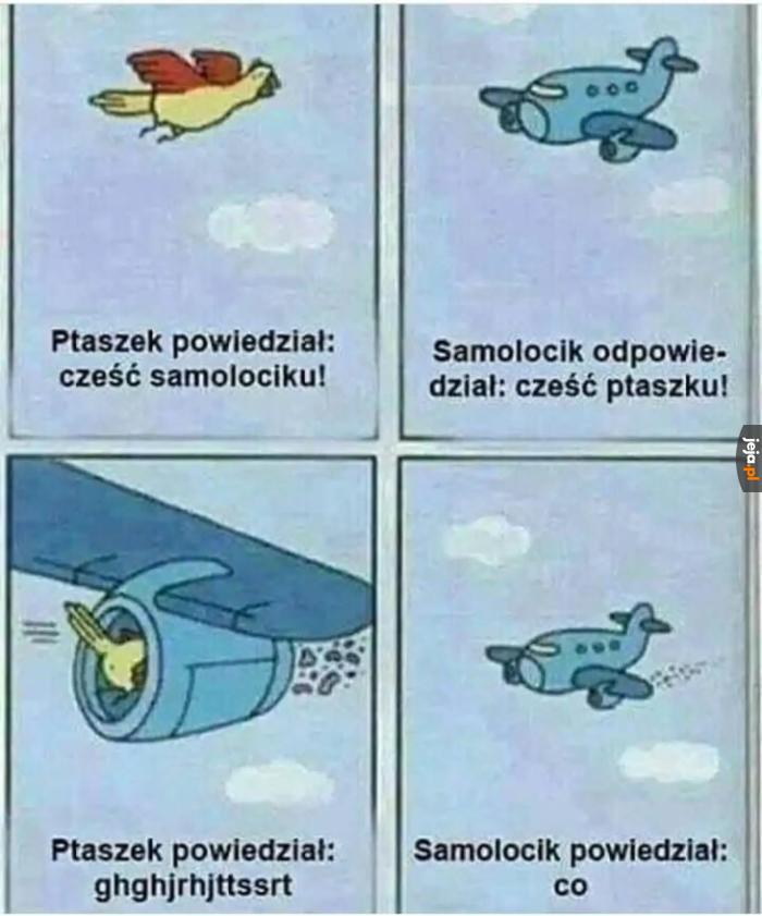 Co ty do mnie mówisz ptaszku