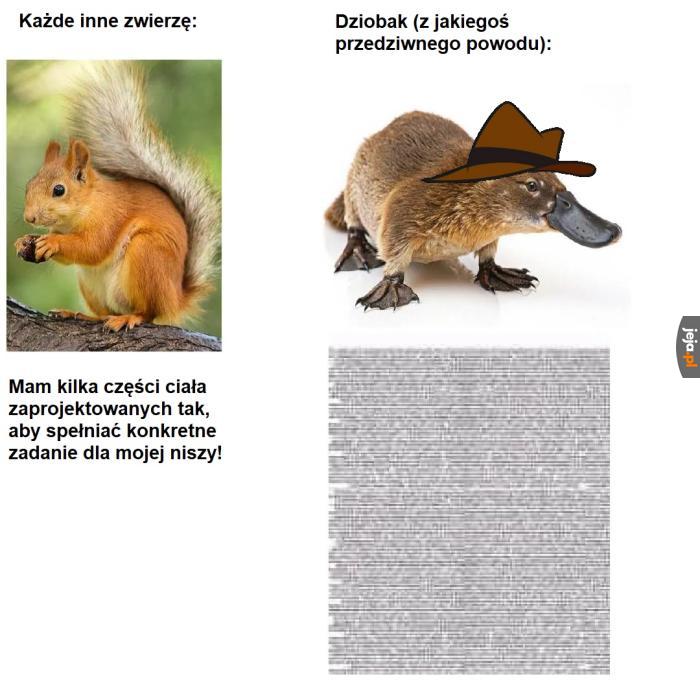 Wy już dobrze wiecie o jakiego dziobaka chodzi.