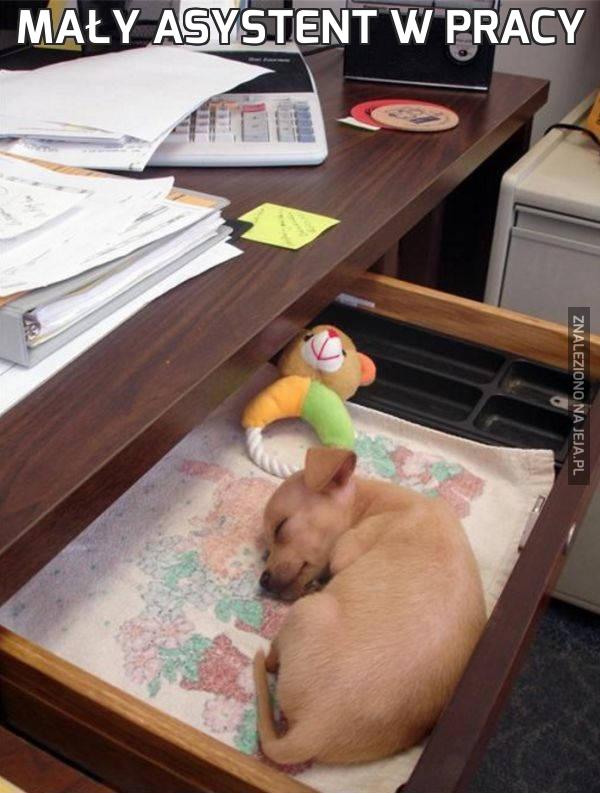 Mały asystent w pracy