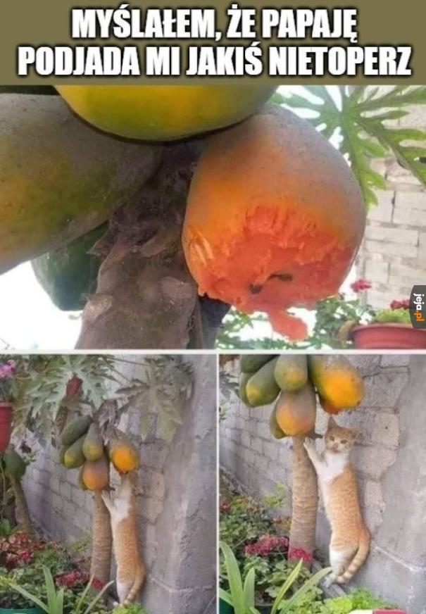 Amator owoców