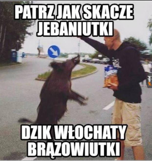 Dzik