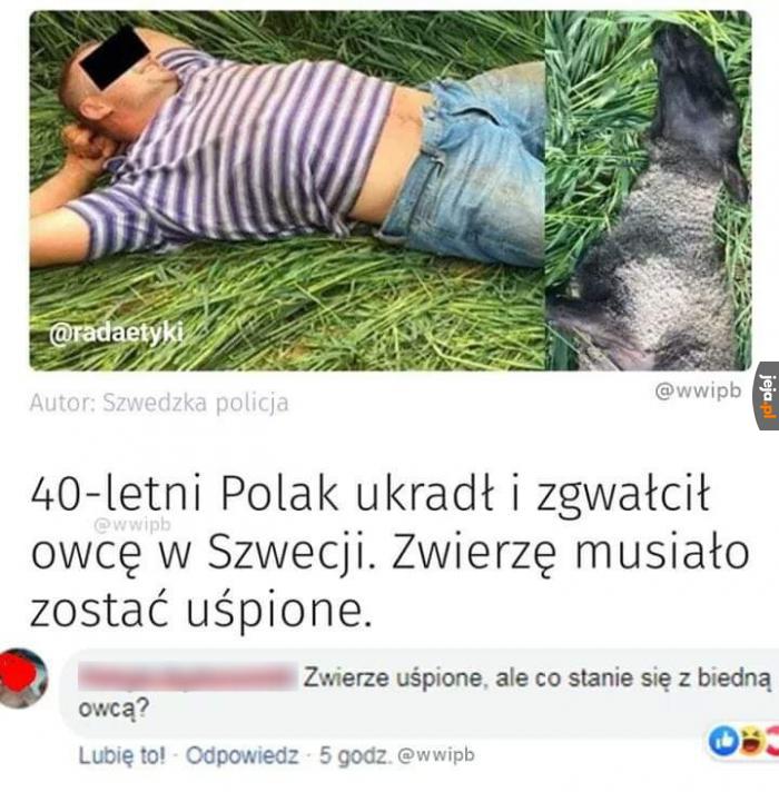 No ok, ale co z owcą?