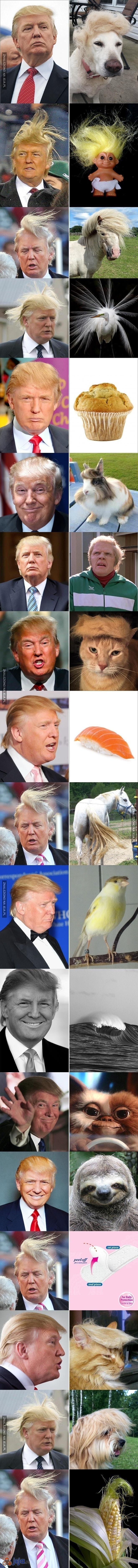 Fryzury Donalda Trumpa