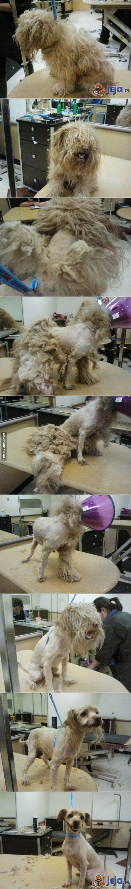 Pies u fryzjera