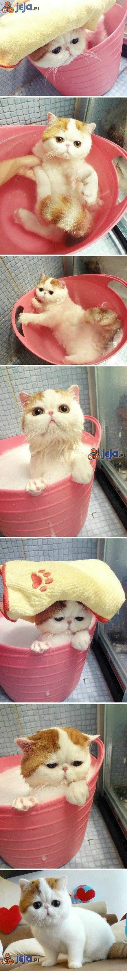 Kot, który lubi kąpiel