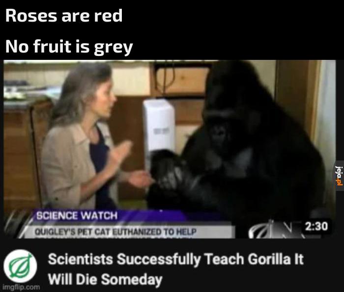 Biedny goryl