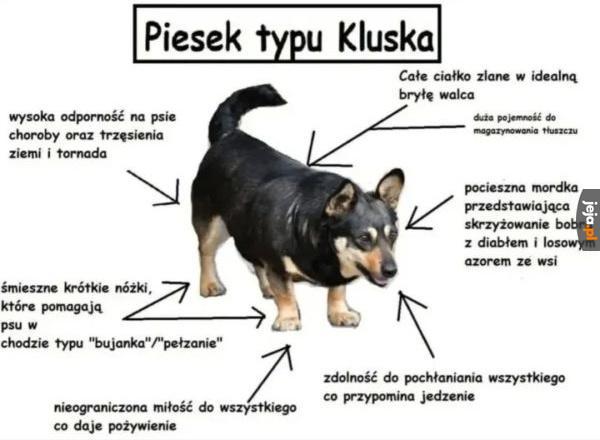 Najlepszy model
