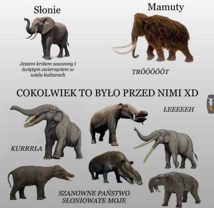 Słonice