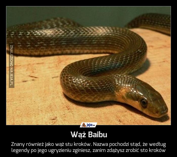 Wąż Baibu