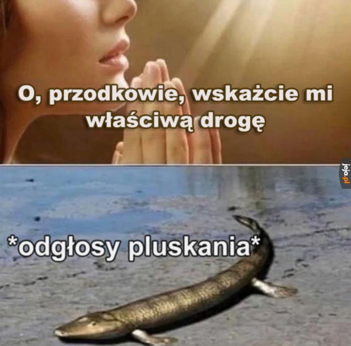 Nie sprecyzowała jak dalecy przodkowie
